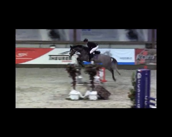 jumper GK Champ (Holsteiner, 2016, from Colman)