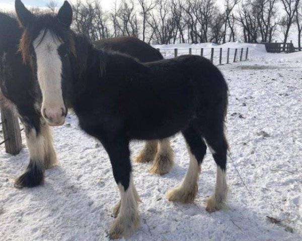Pferd Triple M's Everest (Clydesdale, 2018, von Midnight Majestic Mack)