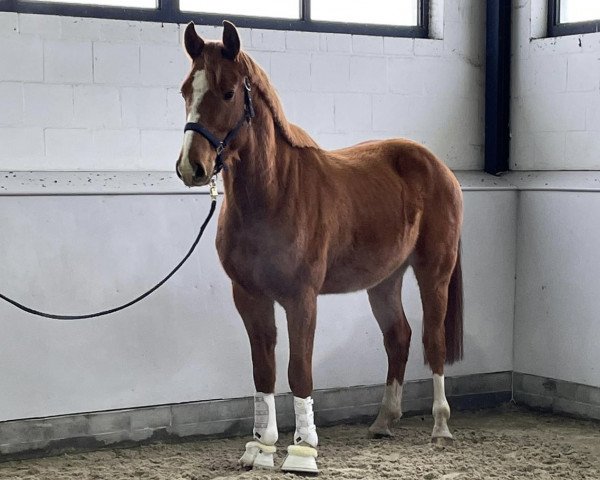 Dressurpferd Lonkens Cameron (Oldenburger Springpferd, 2017, von Rmf Caro Gold)