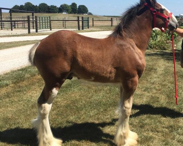 horse Alamar HR Cutter (Clydesdale, 2020, from Hatfield Remington) horse Alamar HR Cutter (Clydesdale, 2020, from Hatfield Remington)