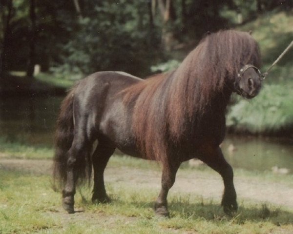 Deckhengst Tornado van de Frisse Lucht (Shetland Pony (unter 87 cm), 1979, von Hertog van 't Kuipershof)