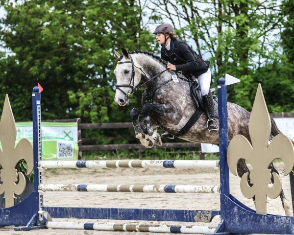 Springpferd Cedric von Snyder (Zangersheide Reitpferd, 2019, von Calidrio)