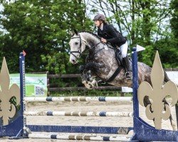 Springpferd Cedric von Snyder (Zangersheide Reitpferd, 2019, von Calidrio)