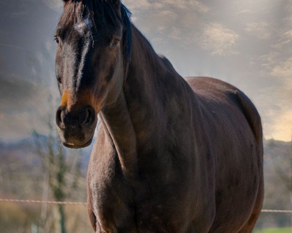 horse Empire 186 (Hanoverian, 2005, from El Bundy)