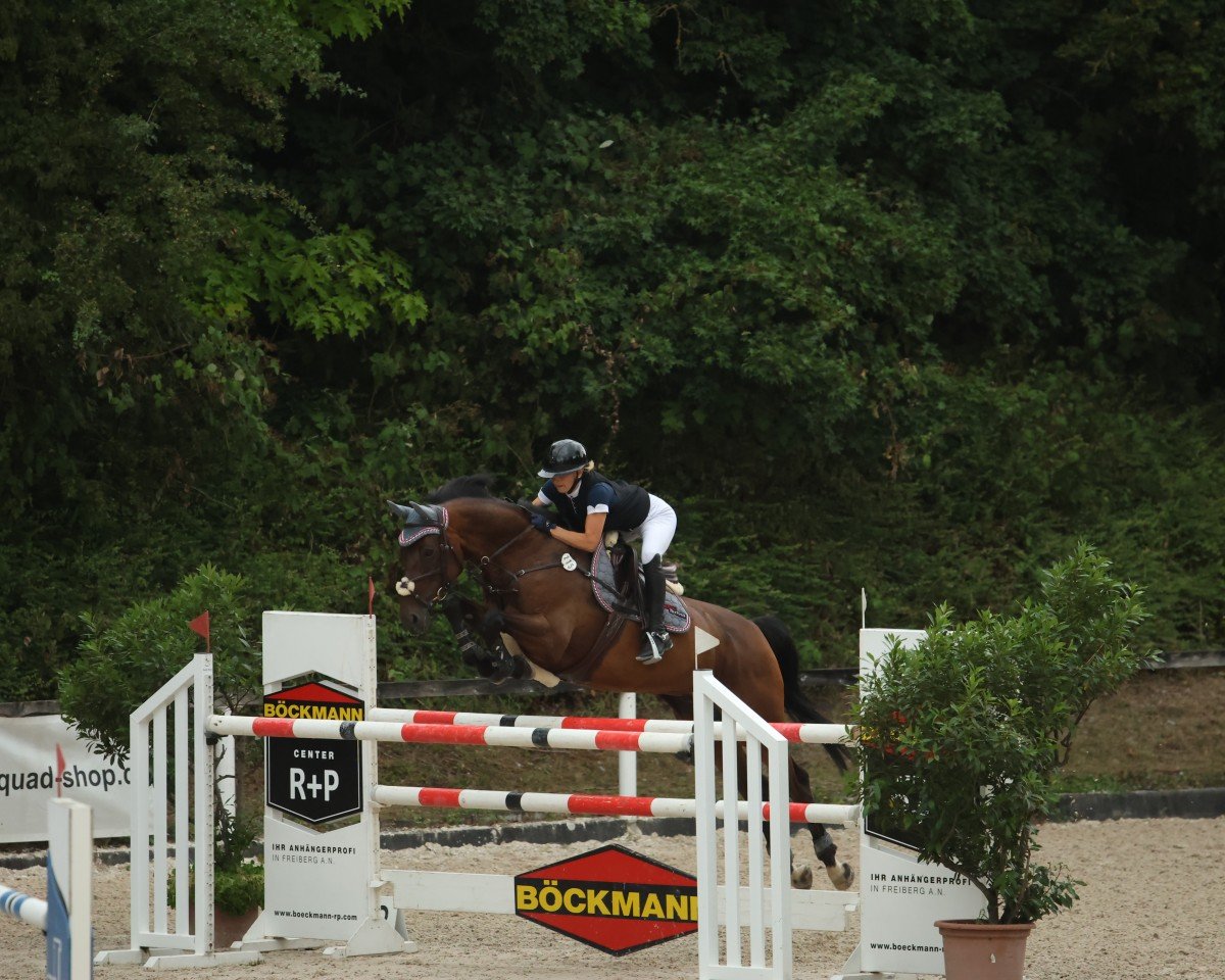 Cavallo da salto Monteverdi H (KWPN (Warmblood olandese), 2017, di Heathrow)