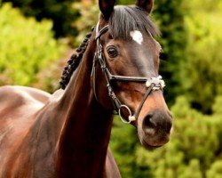 jumper Kenia 77 (Westphalian, 2016, from Kannan)