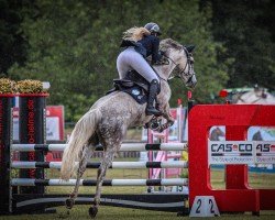 jumper Cornet´s Curly Sue (German Sport Horse, 2017, from Prinz Ludwig)