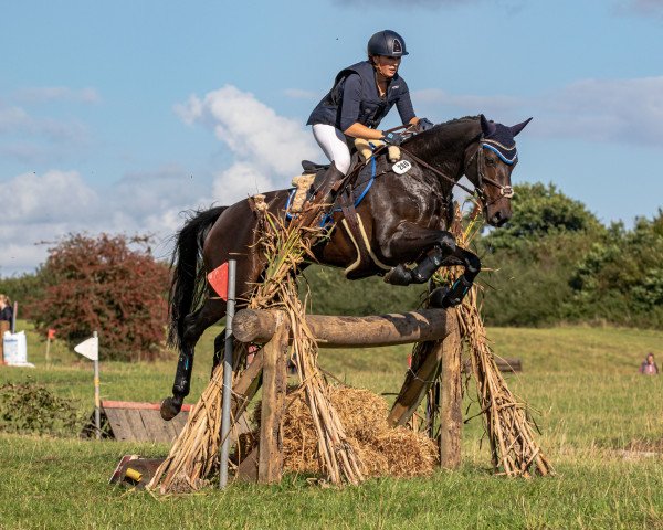 broodmare Dukes Night Out (Oldenburg, 2013, from Duke of Hearts xx)
