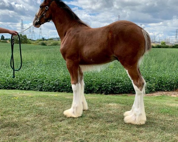 Pferd Towerview Blue Print (Clydesdale, 2020, von Willow Way Regal) Pferd Towerview Blue Print (Clydesdale, 2020, von Willow Way Regal)