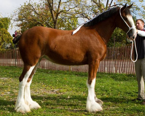 Pferd Towerview Adele (Clydesdale, 2012, von Armbro Jack)