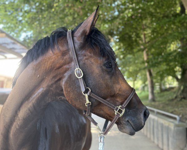 dressage horse Viva Royal 4 (Oldenburg, 2020, from Viva Gold OLD)