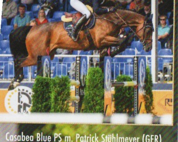 jumper Casabea Blue PS (Oldenburg show jumper, 2017, from Casallco)