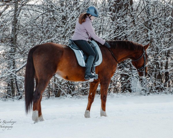 Dressurpferd Baricello 15 (Hannoveraner, 2003, von Bretone)