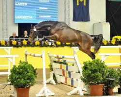 Springpferd Clondyke 4 (Holsteiner, 2011, von Canto)