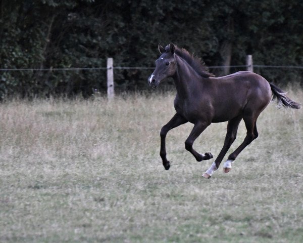 horse Dornik‘s Dolina (German Riding Pony, 2020, from Dornik B)