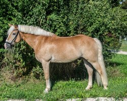 dressage horse Winner 66 (Haflinger, 2004, from Winterstar (6,25% ox))