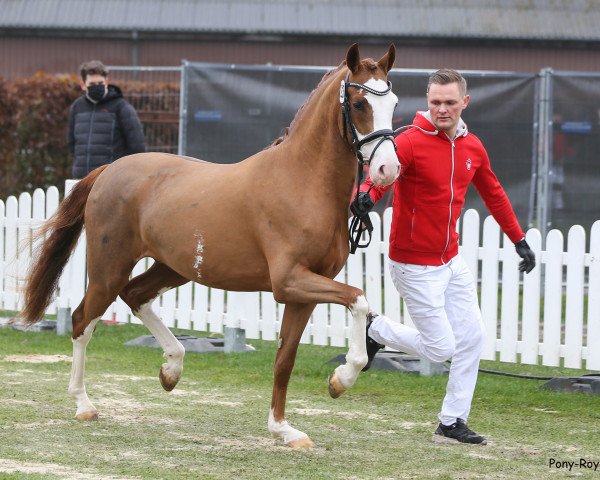 horse Mein Astaire (German Riding Pony, 2018, from FS Mr. Right)