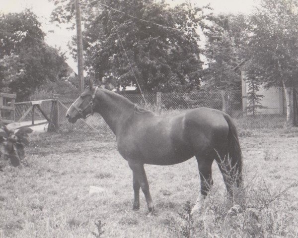 Zuchtstute Grafenliebe (Hannoveraner, 1962, von Guntram) Zuchtstute Grafenliebe (Hannoveraner, 1962, von Guntram)