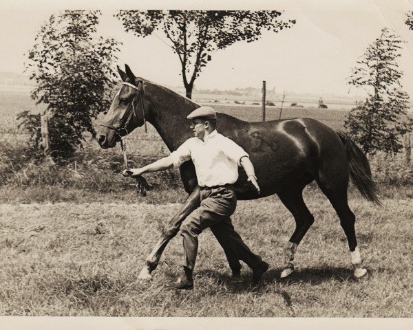 broodmare Adlerbucht (Westphalian, 1952, from Ableger I) broodmare Adlerbucht (Westphalian, 1952, from Ableger I)