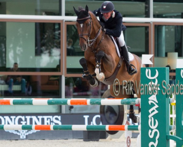jumper Caddie R (Danish Warmblood, 2004, from Come Back II)