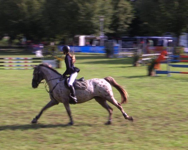 Reitturnier Woldegk 2025