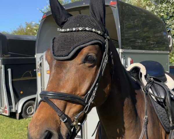 jumper Ciara S 5 (Oldenburg, 2021, from Casino Grande)