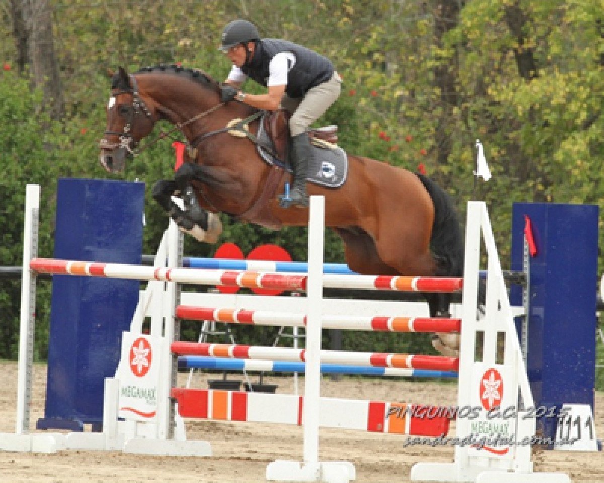 stallion Air Ship Z (Zangersheide riding horse, 2005, from Air Jordan Z)