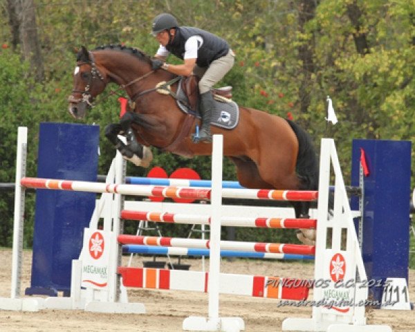 stallion Air Ship Z (Zangersheide riding horse, 2005, from Air Jordan Z)