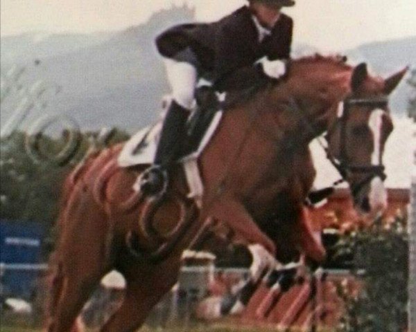 broodmare Irco Gina (Oldenburg, 1992, from Irco Mena)