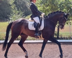 broodmare Queen Latifa (Hanoverian, 2011, from Quaterback)