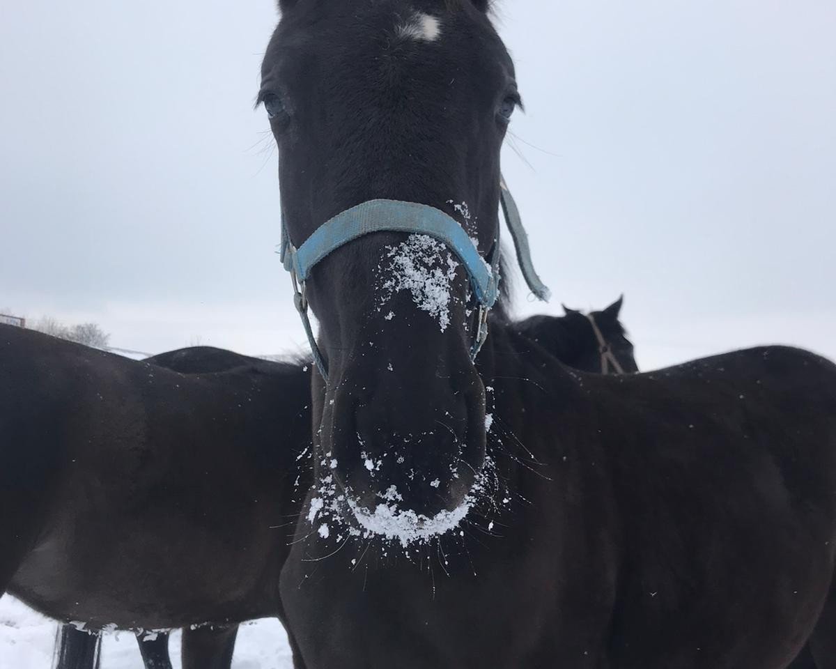broodmare Fari's look a like (German Sport Horse, 2020, from Adzaro de l'Abbaye)