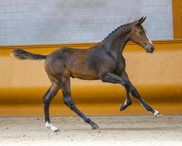 broodmare Praia VHR (KWPN (Royal Dutch Sporthorse), 2020, from Glasgow van het Merelsnest)