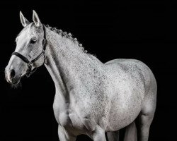jumper Carmen 298 (Hungarian Warmblood, 2011, from Agropoint Cassiloc)