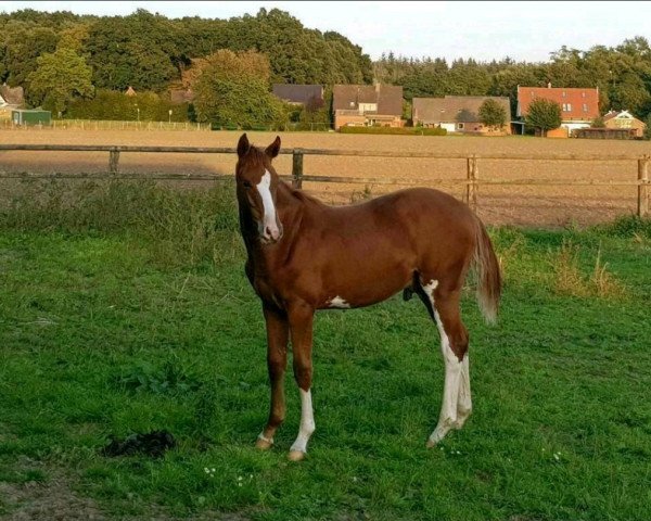 Pferd Bayou (Hannoveraner, 2020, von Balou du Rouet)