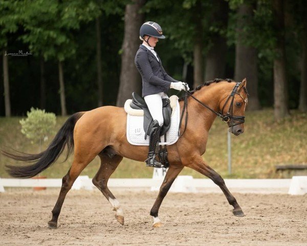 stallion Dondi White AT (German Riding Pony, 2022, from Deezer AT)