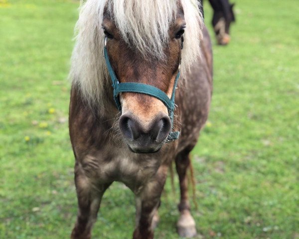 Pferd Amanda (Deutsches Classic Pony, 2015, von Jackson)