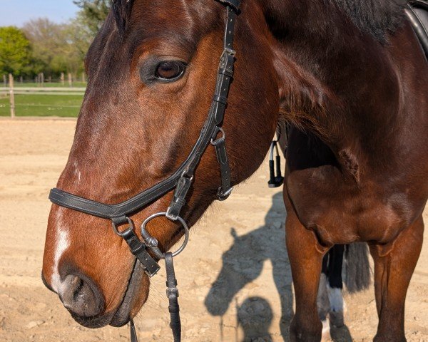 horse Chacoon Cody Blue (Hanoverian, 2020, from Chacco Chacco)