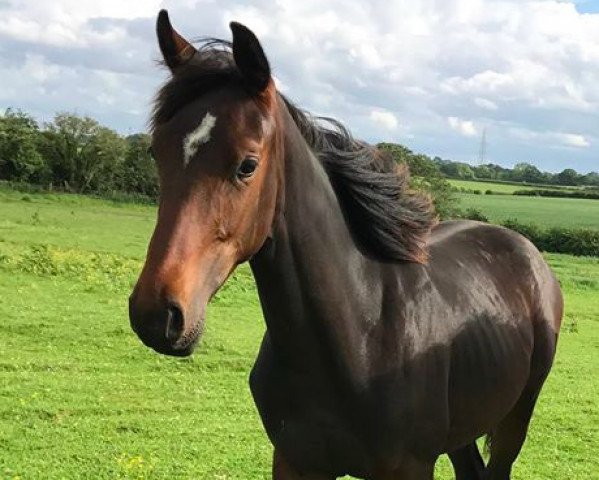 horse Wild Star (anglo european sporthorse, 2016, from Big Star)