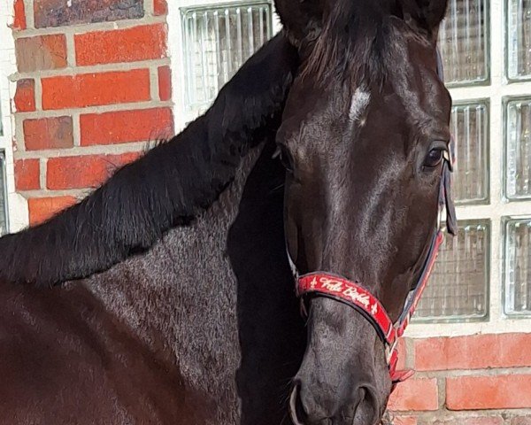 dressage horse Cubaja 4 (Westphalian, 2020, from Cadeau Noir)
