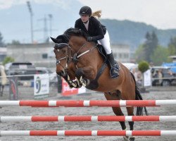 dressage horse Elton (Hanoverian, 2005, from El Bundy)