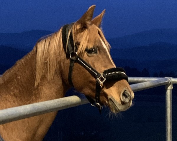 horse Marie (German Riding Pony, 2006, from Dancer 94)
