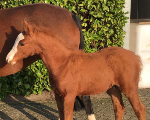 jumper Top Theodor (German Riding Pony, 2016, from Top Non Stop II)