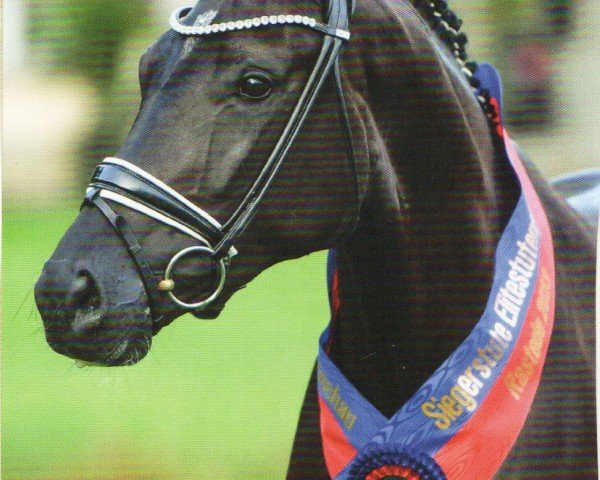 broodmare Royal Hope OLD (Oldenburg, 2020, from Total Hope OLD)