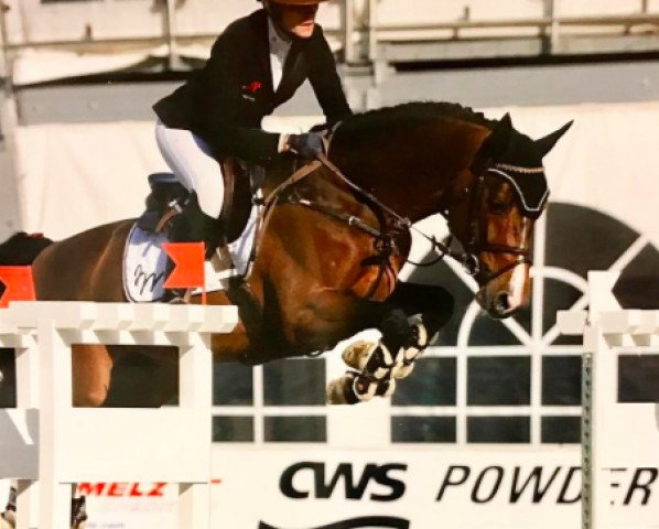 Springpferd No Limit (Holsteiner, 2012, von Nerrado)