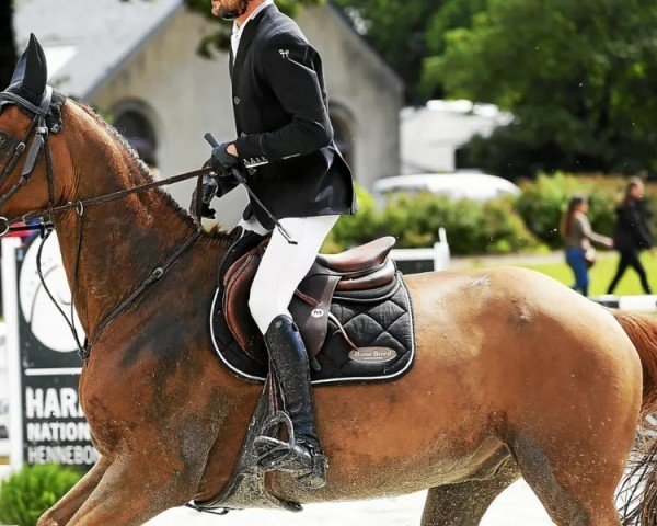 broodmare Doha LGD (Selle Français, 2013, from Kannan) broodmare Doha LGD (Selle Français, 2013, from Kannan)