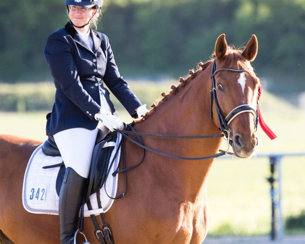 dressage horse Rubinero 14 (Hanoverian, 2007, from Rascalino)