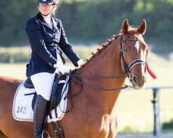 dressage horse Rubinero 14 (Hanoverian, 2007, from Rascalino)