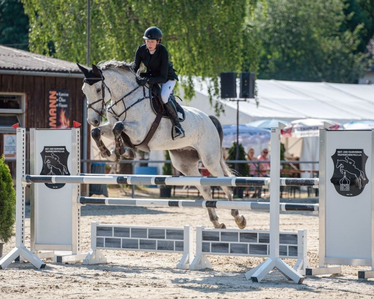 jumper C-Junior (anglo european sporthorse, 2015, from Cavalo Z)