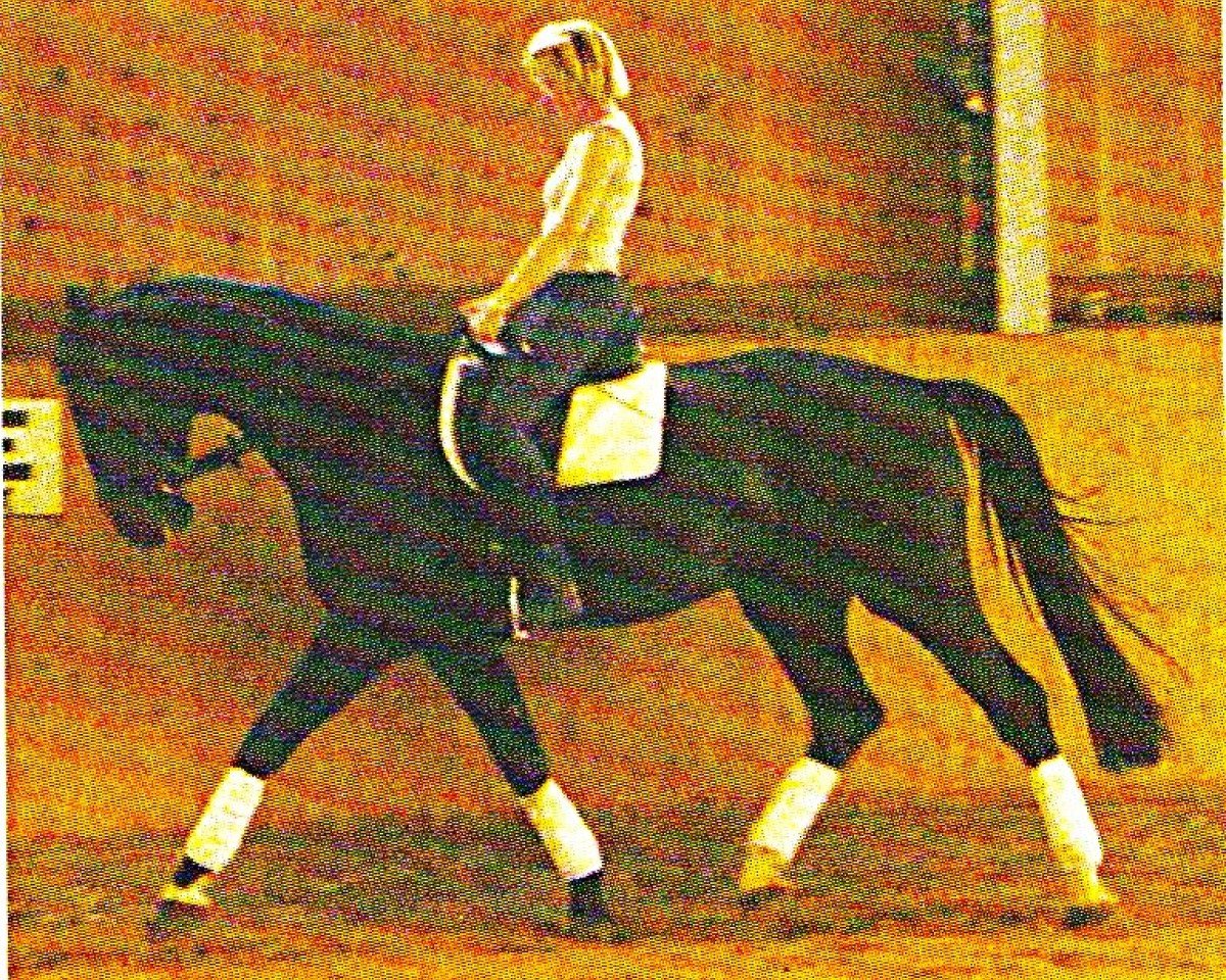 horse Florentin 5 (Westphalian, 2001, from Friedenstraum)