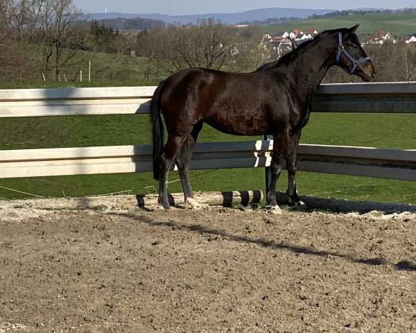 Pferd Stute von Fair Game x Double Alleged xx (unbekannt, 2017, von Birkhof's Fair Game OLD)